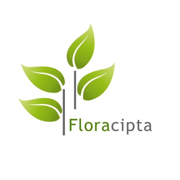 Jlterang Tanaman Hias Bromelia Giant Impeliaris - Pohon Bromelia Besar - Jumbo