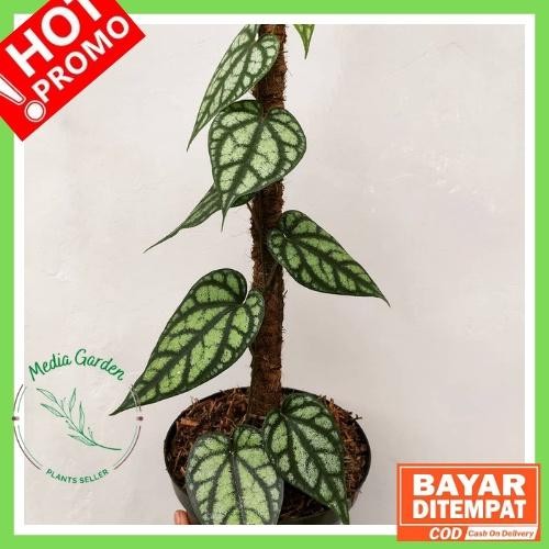 LIMITED EDITION Tanaman Hias Sirih Perak / SIRIH PERAK / Piper Sylvaticum