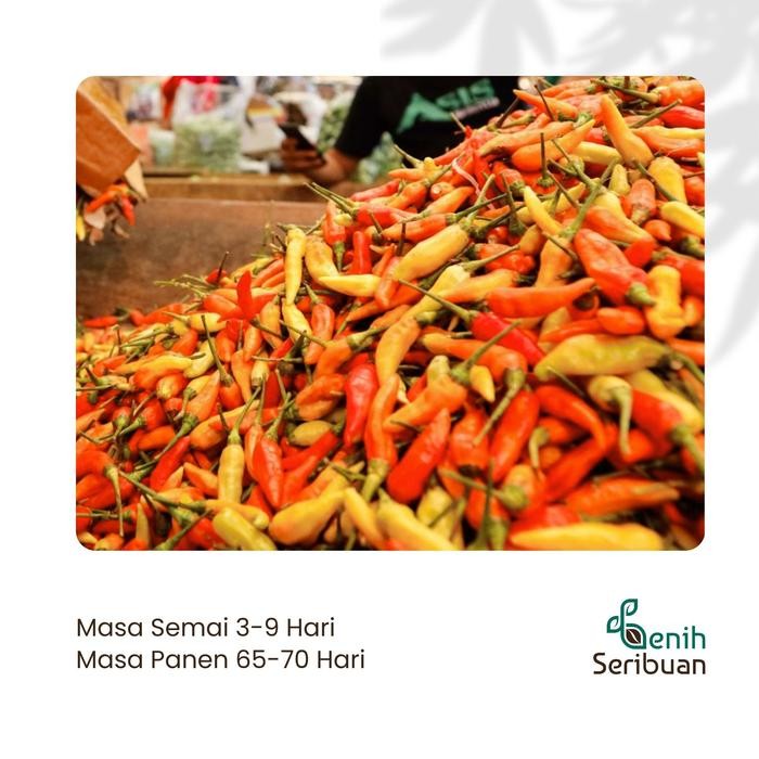 TERBAIK 10 Bibit Cabe Rawit Hibrida F1 Lentera Benih Cabai Rawit Merah Setan