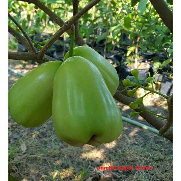Bibit Tanaman Buah Jambu Air Rose Green sudah berbuah