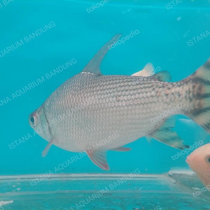 yellow feifeng jumbo