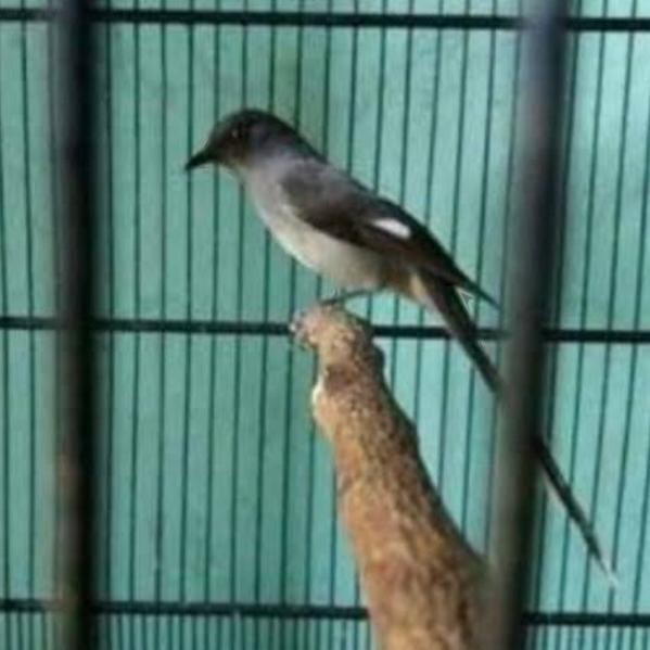 burung murai air atau air mancur