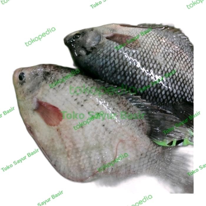 

Pilihan- Ikan Gurame Segar 800Gr