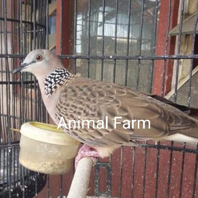Burung Tekukur Bahan Pilihan Rajin bunyi