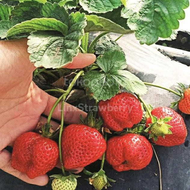 RJ Bibit Strawberry Rosalinda ( Original )