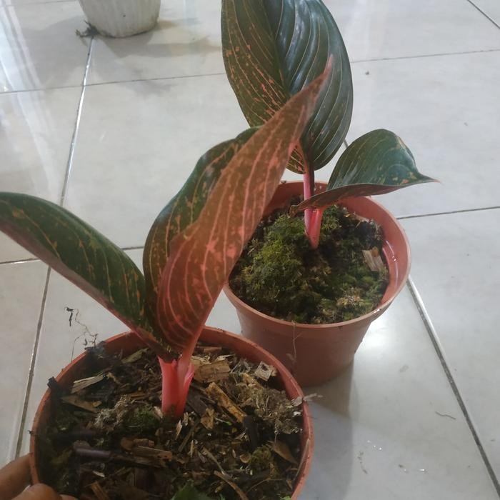 Tanaman hias Aglonema Tiara
