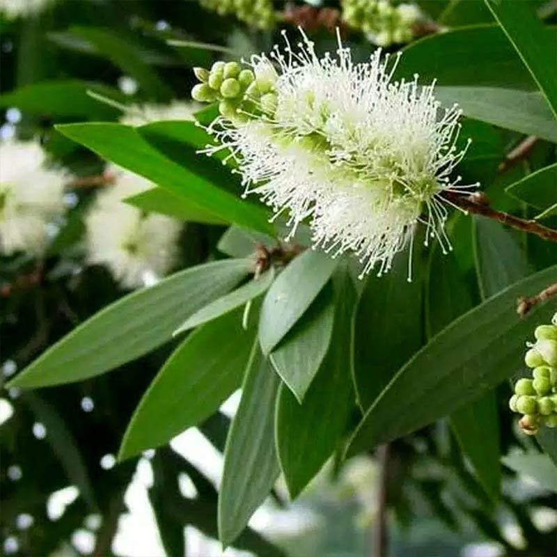 Terlaris - 500 Daun Kayu Putih Herbal Segar