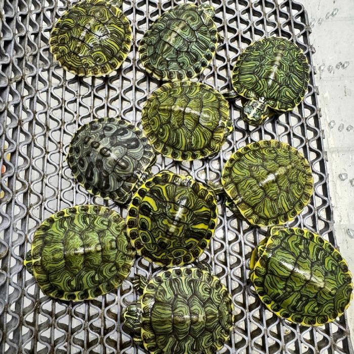 KURA YELLOW BELLY YB BUKAN KURA BRAZIL BABY TURTLE UKURAN 3 CM MAINAN ANAK
