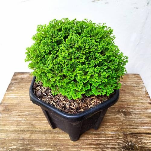 [ Tanaman Hias Lumut Ambon Cakar Ayam Rimbun Tanaman Hidup Ande Ande Lumut Papua Tanaman Indoor ]