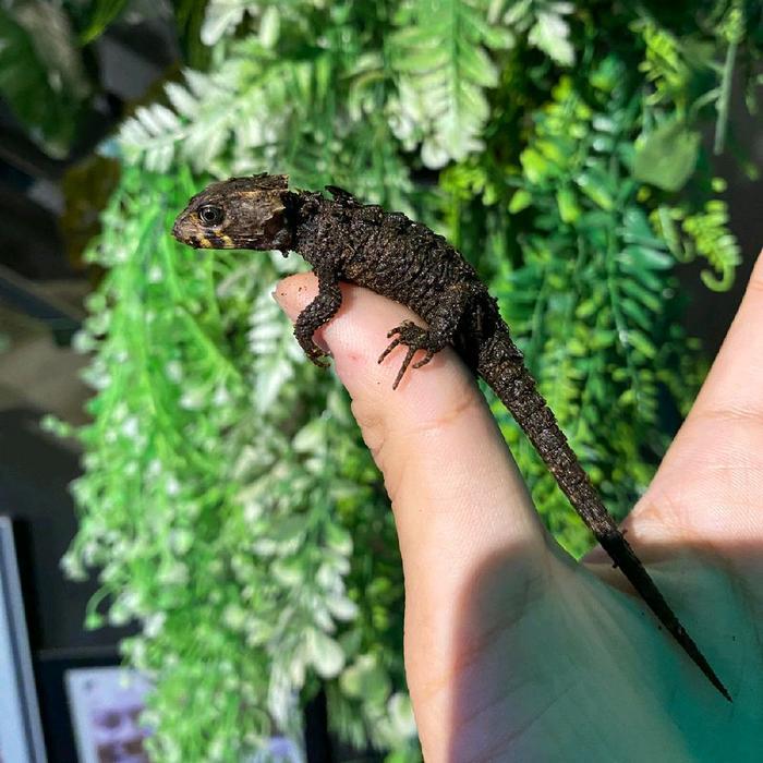 Baby Crocodile Skink Black Eye 5-10Cm