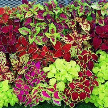 Benih Bibit Biji - Coleus Rainbow Mixed Daun Hias Miana Ornamental - IMPORT Benih Biji