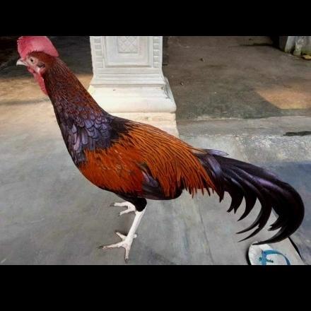 TERBARUUU ayam bekisar jantan pilihan