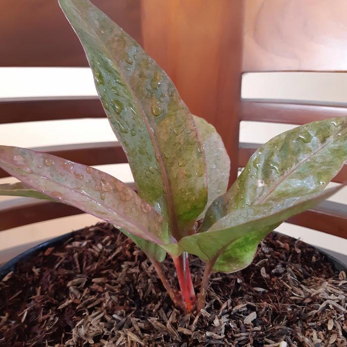 Maria - Antorium Hokeri Pink Kemerahan Sesuai Foto. ( Batang Merah ) Koleksi