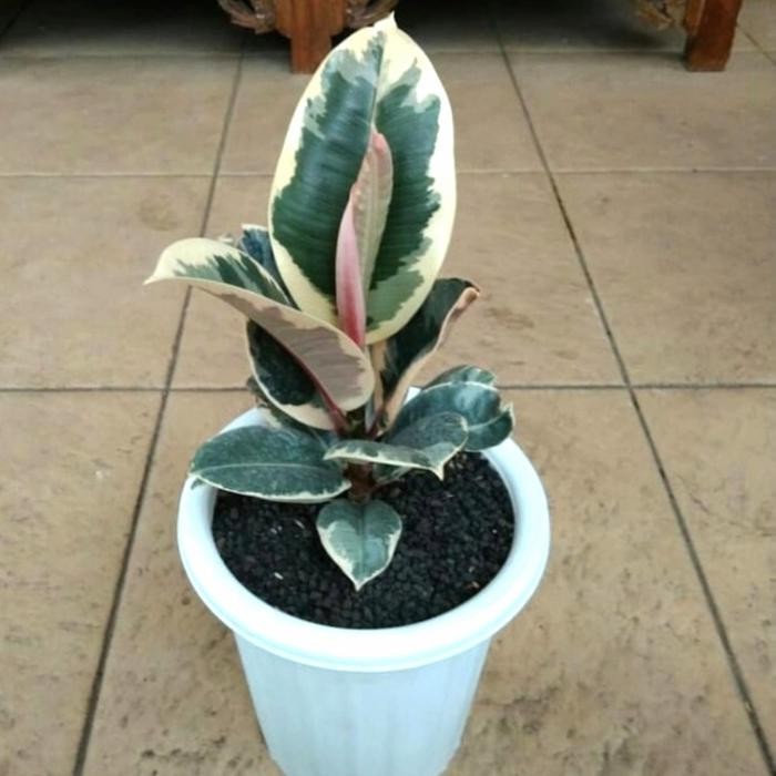 

ficus elastica tineke karet varigata,tanaman hias