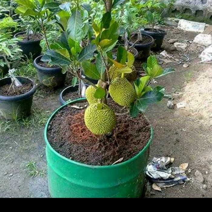 

Tanaman buah nangka mini - tanaman buah nangka orange // tinggi 1 meter lebih