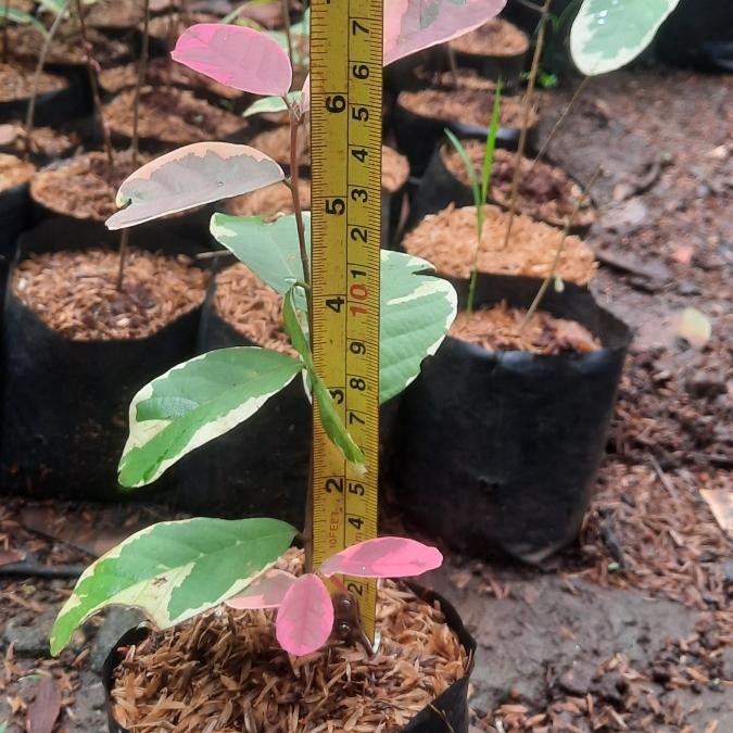 

tanaman pretyping 15cm per 200