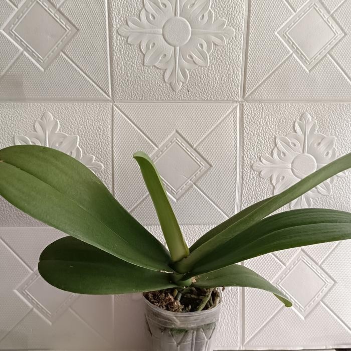 SM- Anggrek Bulan Jumbo Belum Berbunga Tanaman Hias Anggrek Bulan JUMBO