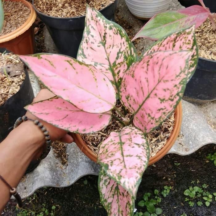 SM- Tanaman Hias Aglonema Ruby Pink Dewasa
