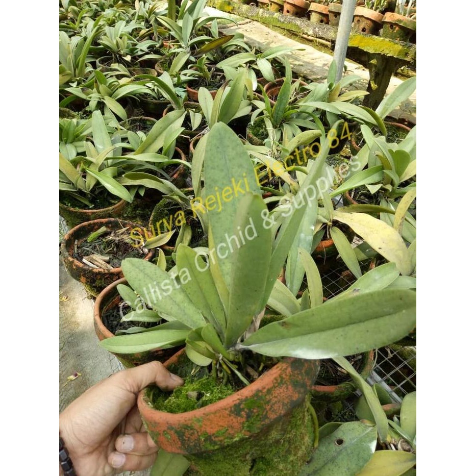 MURAH Anggrek Oncidium Lanceanum-Wangi