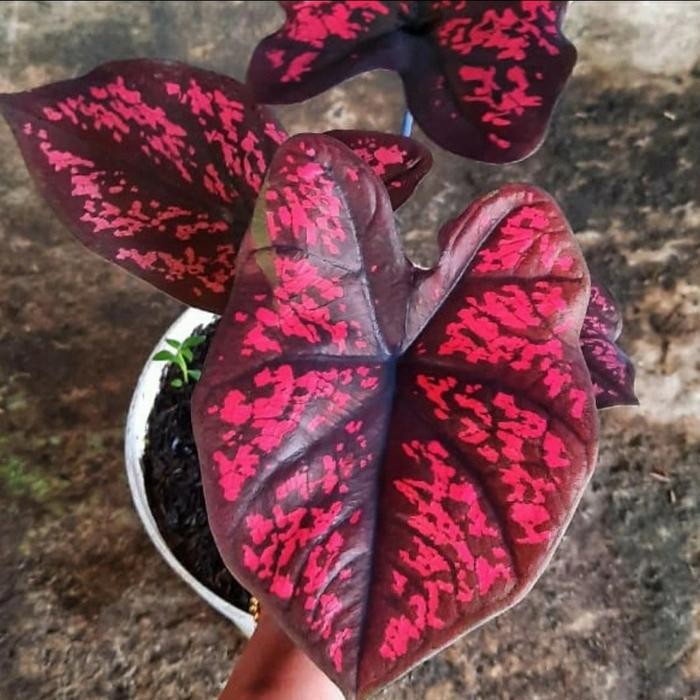 Jlterang Caladium Seven Luck - Sedang
