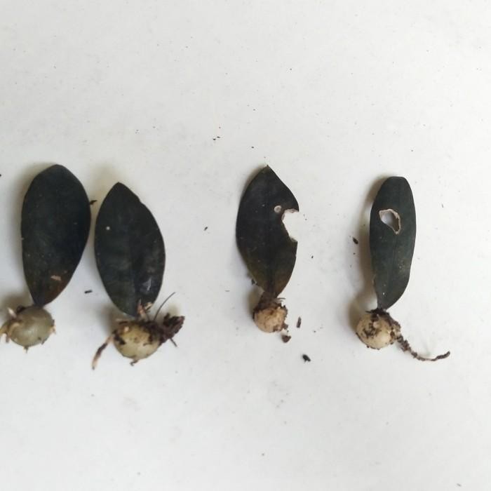 EKSLUSIF ZAMIA BLACK EKONOMIS - ZZ RAVEN NEEW