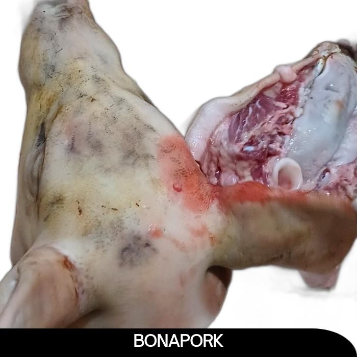 

Pilihan- Daging Babi Kepala Utuh / 5 Kilo