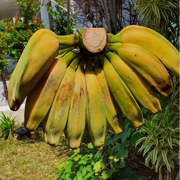 

Pilihan- Pisang Kepok 1 Sisir (Happy Harvest)