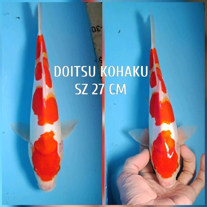 koi blitar kohaku doitsu ready showa goshiki cagoi sanke dll