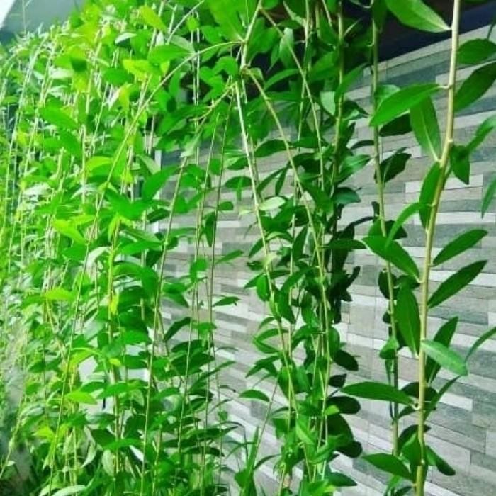 tanaman hias lee kwan yew 1 meter