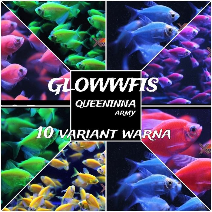 

Pilihan- Paket Ikan Warna Warni / Ikan Nyala / Ikan Hias Air Tawar Paket 10