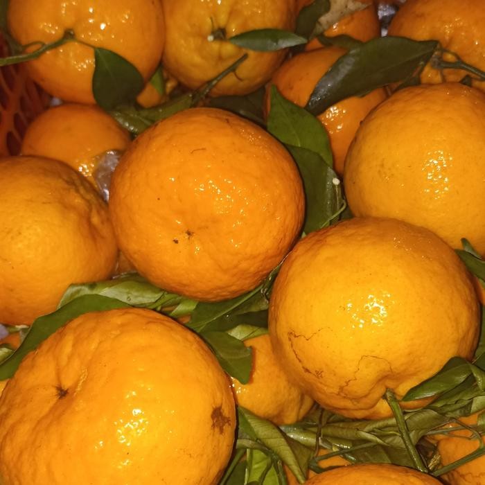 Pilihan- Jeruk Wokam Mandarin