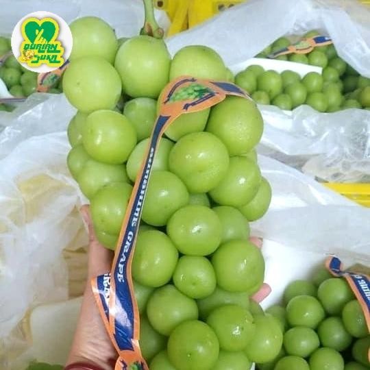 Pilihan- Buah Anggur Hijau Shine Muscat Manis Fresh Non Biji
