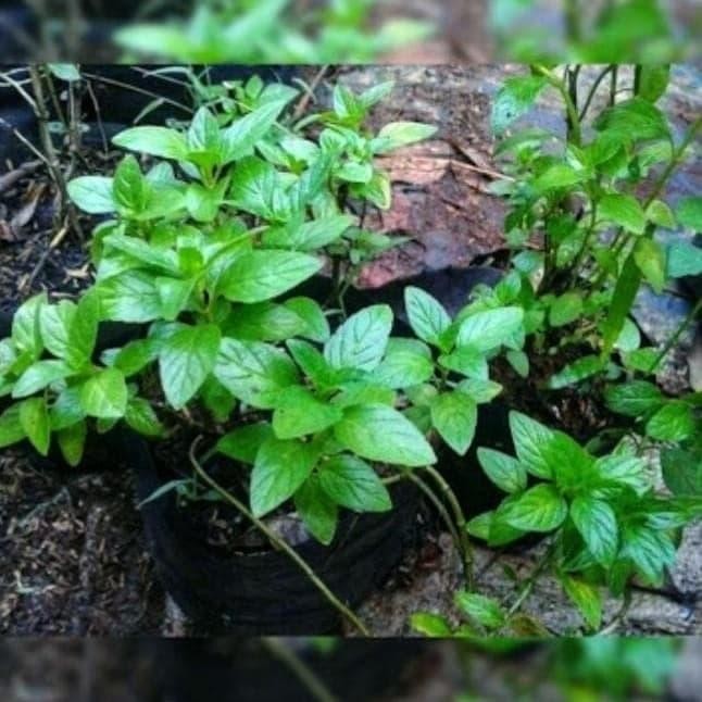 bibit tanaman daun papermint