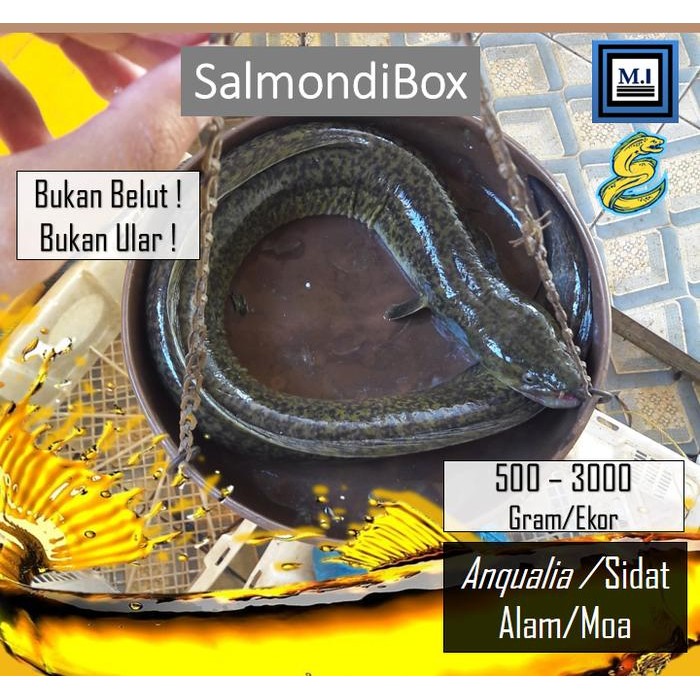 Ikan Sidat Alam (Anguailla) / Pelus / Moa - Hidup