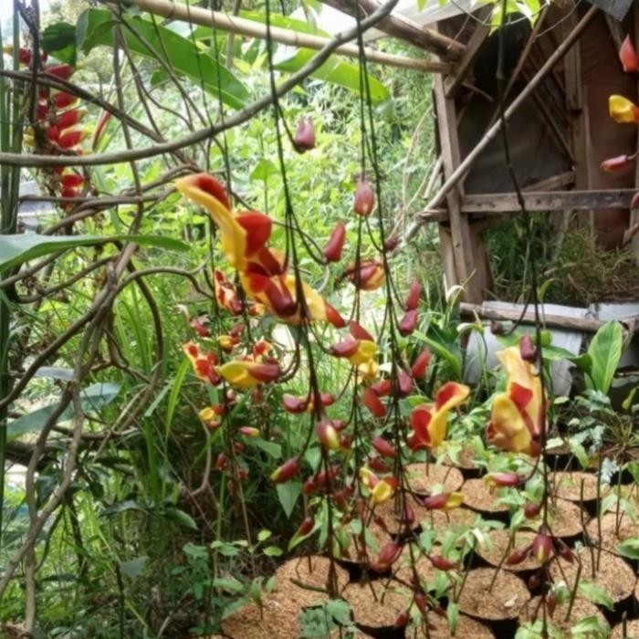 tanaman flame of irian coklat