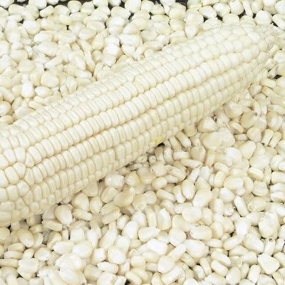 Terlaris - 250 Bibit Benih Jagung Ketan Putih