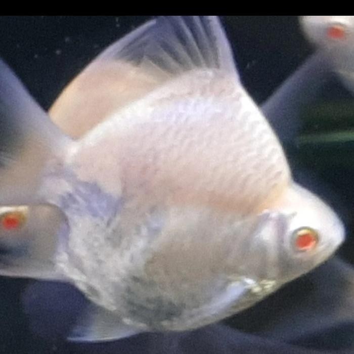 KAVIAT ALBINO SB KING