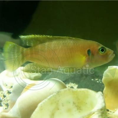 NEOLAMPROLOGUS BREVIS TANGANYIKA CICHLID AFRIKA SHELL DWELLER