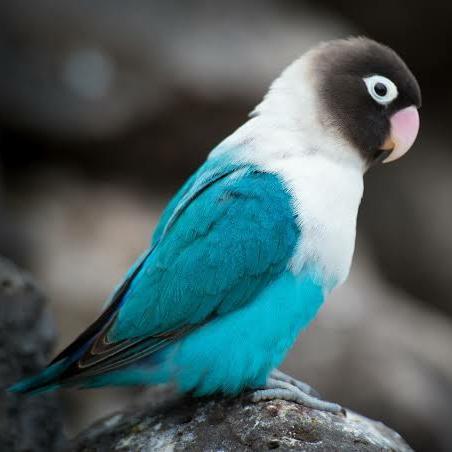 BURUNG LOVEBIRD MANGSI/LOVEBIRD PARUH PUTIH /LOVEBIRD BIRU