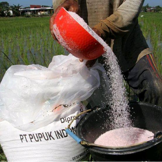 PUPUK UREA UNTUK SEGALA MACAM TANAMAN - SAYUR/BUAH - FERTILIZER