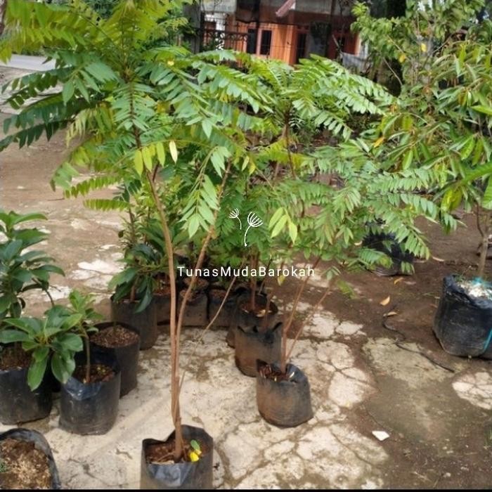 

bibit belimbing wuluh pohon blimbing sayur