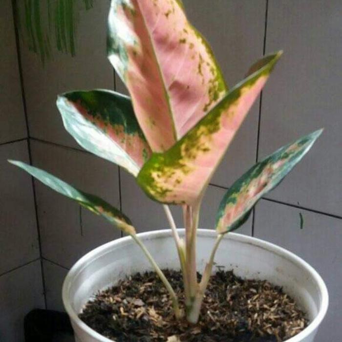 

tanaman hias aglonema kocin tembaga