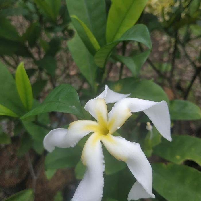 

Bibit taneman pohon melati padianta/melati cengkih