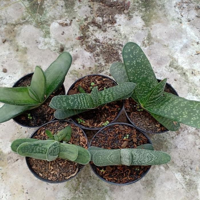SM- paket hemat gasteria 5pot tanaman hias