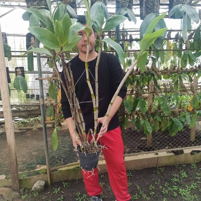 OBRAL Anggrek Dendrobium spectabile Junggle rawatan