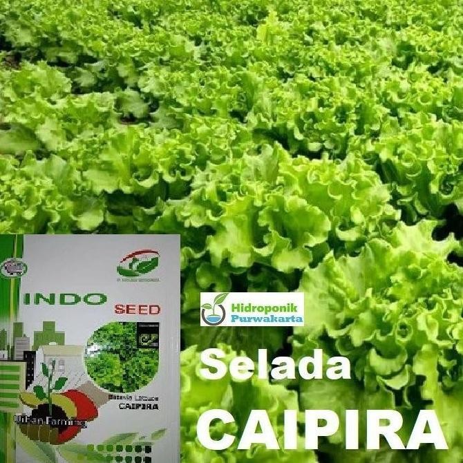 PROMO SPECIAL TERLARIS BENIH SELADA CAIPIRA LETTUCE BATAVIA ISI 1 GRAM ORIGINAL --