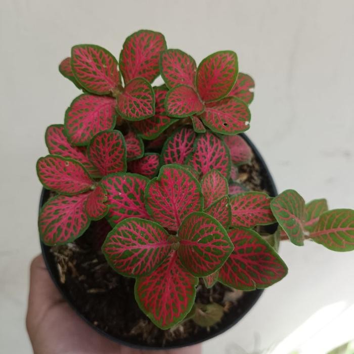 DISKON fitonia mini pink import - tanaman hias fitonia pink imp pastki 2701un