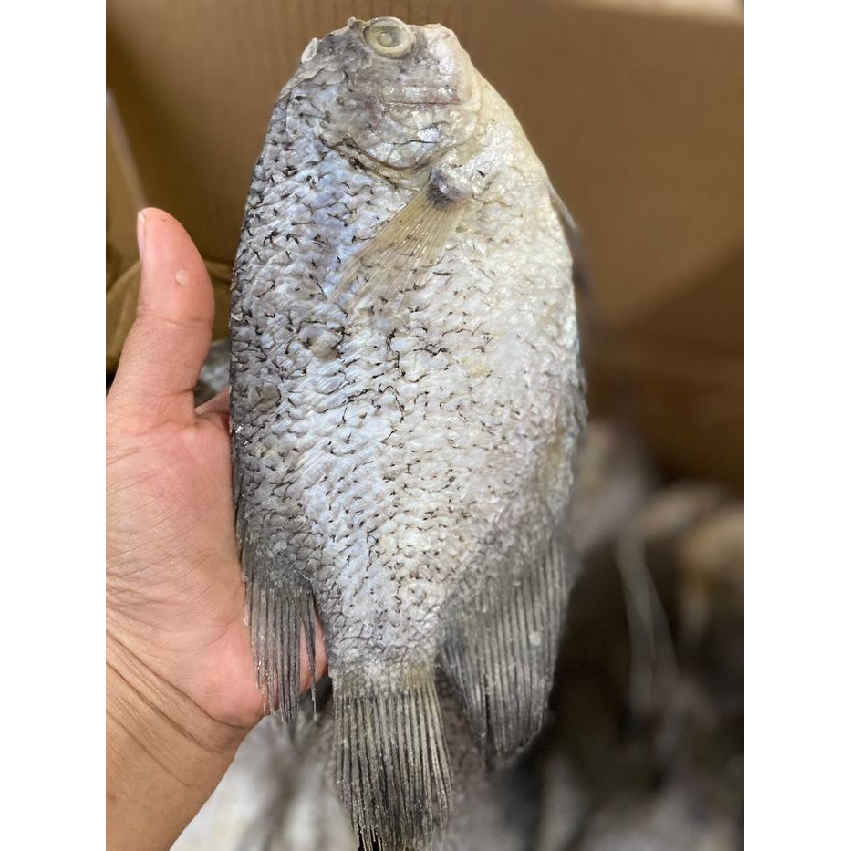 

Pilihan- Ikan Asin Sepat Gurame Rasa Gurih Enak Dan Nikmat Keringmakanan