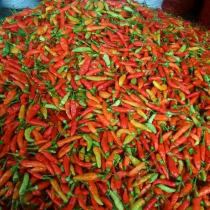

Pilihan- Cabe Rawit Merah Segar 250Gram