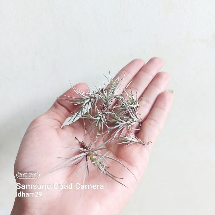 Tillandsia Utriculata
